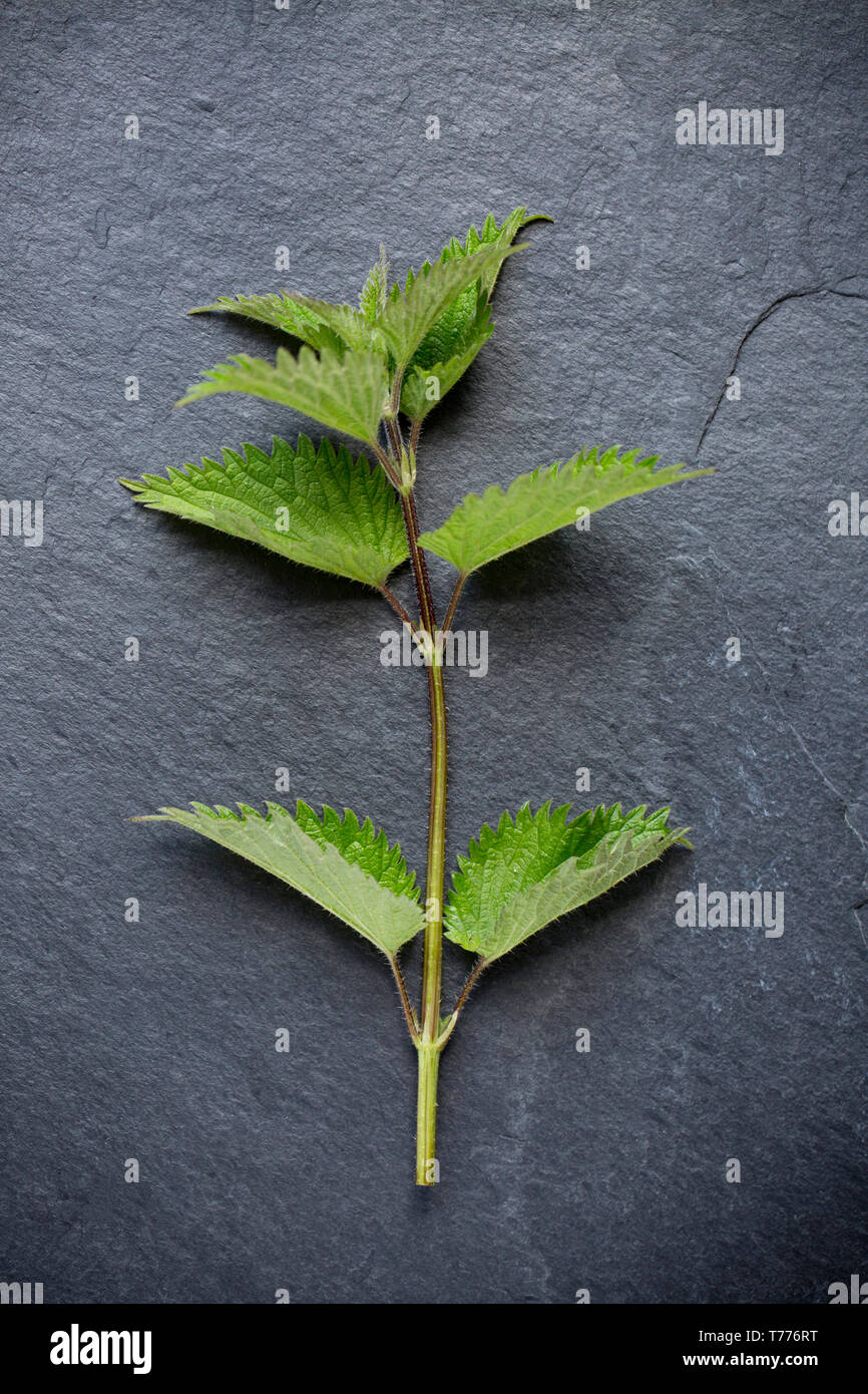 Eine gemeinsame Brennnessel, Urtica dioica, auf einer Schiefertafel Hintergrund angezeigt. Brennnesseln sind eine beliebte wild Essen und können in einer Anzahl von Rezepten verwendet werden. Pflege Stockfoto