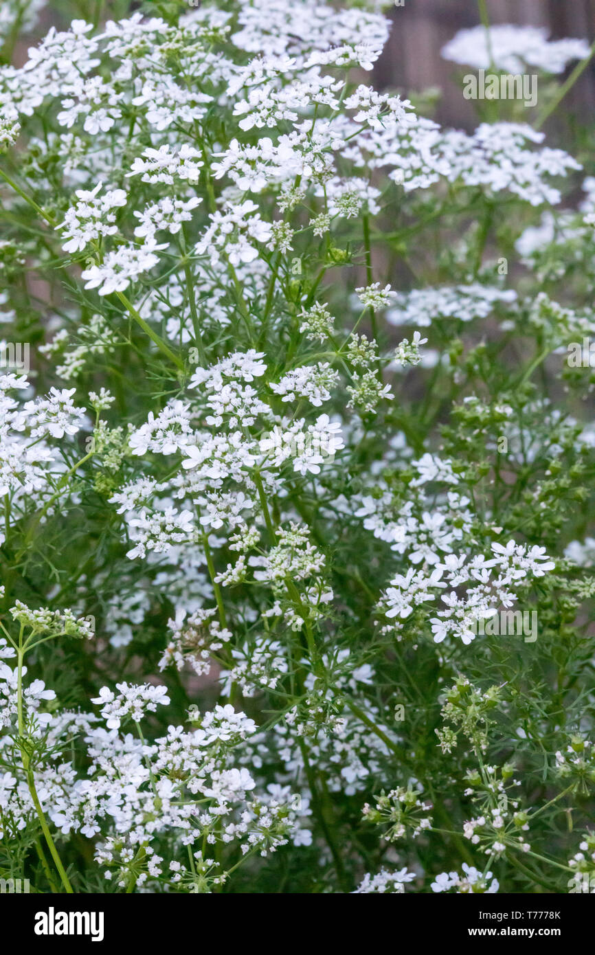 Koriander Alias: Koriander (Coriandrum sativum) in voller Blüte. In den USA, die essbaren grünen Blätter sind wie Koriander und die Samen Koriander bekannt. Stockfoto