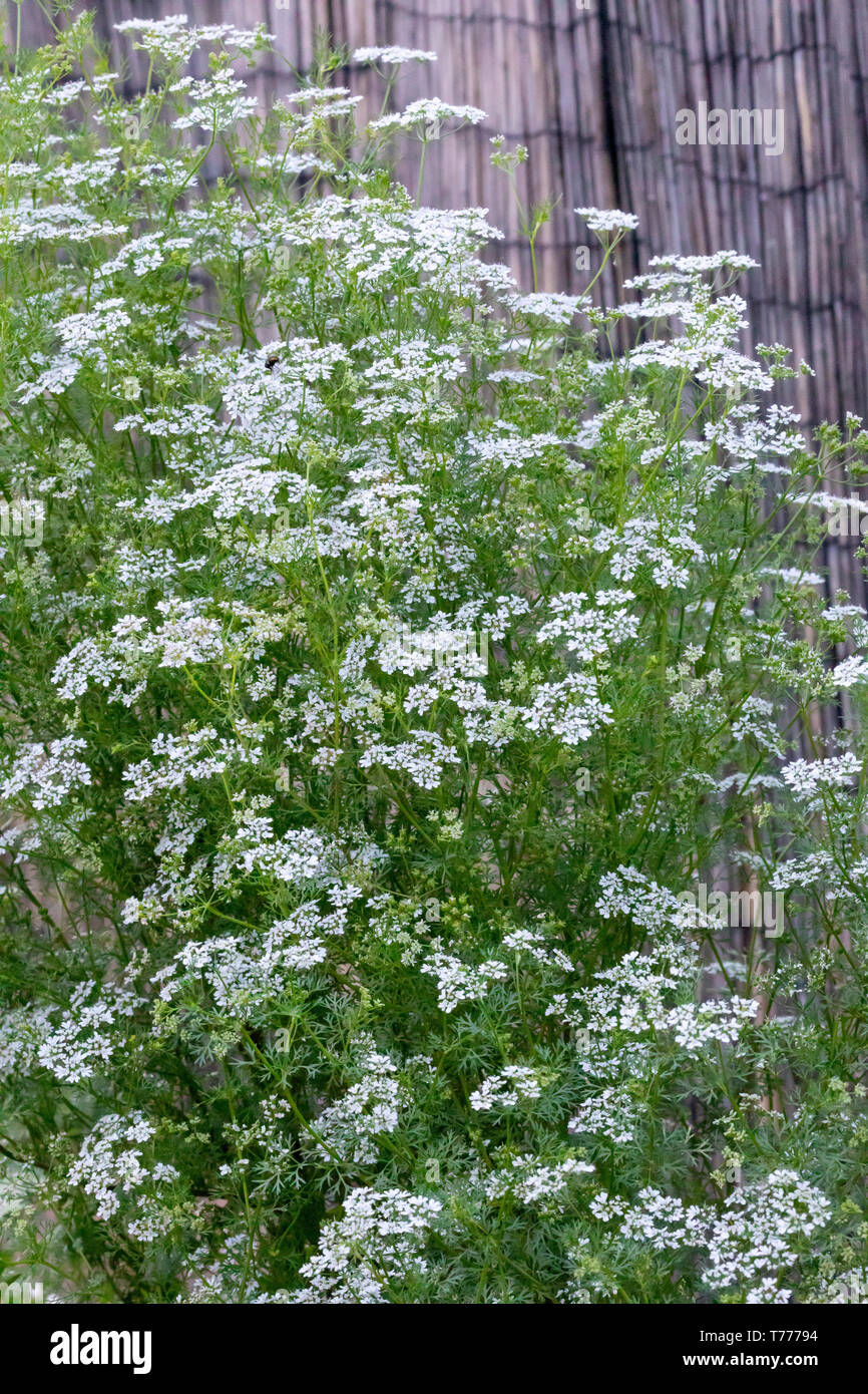 Koriander Alias: Koriander (Coriandrum sativum) in voller Blüte. In den USA, die essbaren grünen Blätter sind wie Koriander und die Samen Koriander bekannt. Stockfoto