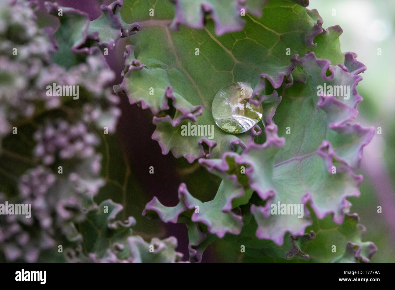 Hohe Oberflächenspannung auf einem kale Blatt perlen Wasser, aka: Der Lotus Effekt Stockfoto