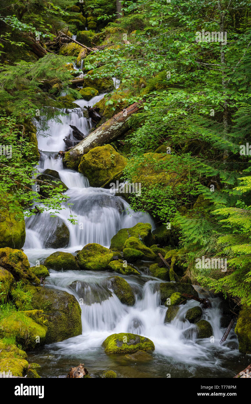 Wasserfall am Watson Creek, Umpqua National Forest, Oregon. Stockfoto