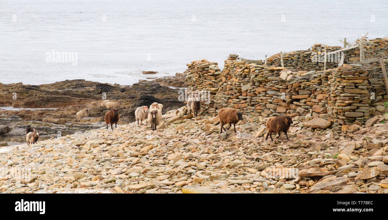 North Ronaldsay Algen essen Schafe, Orkney Stockfoto