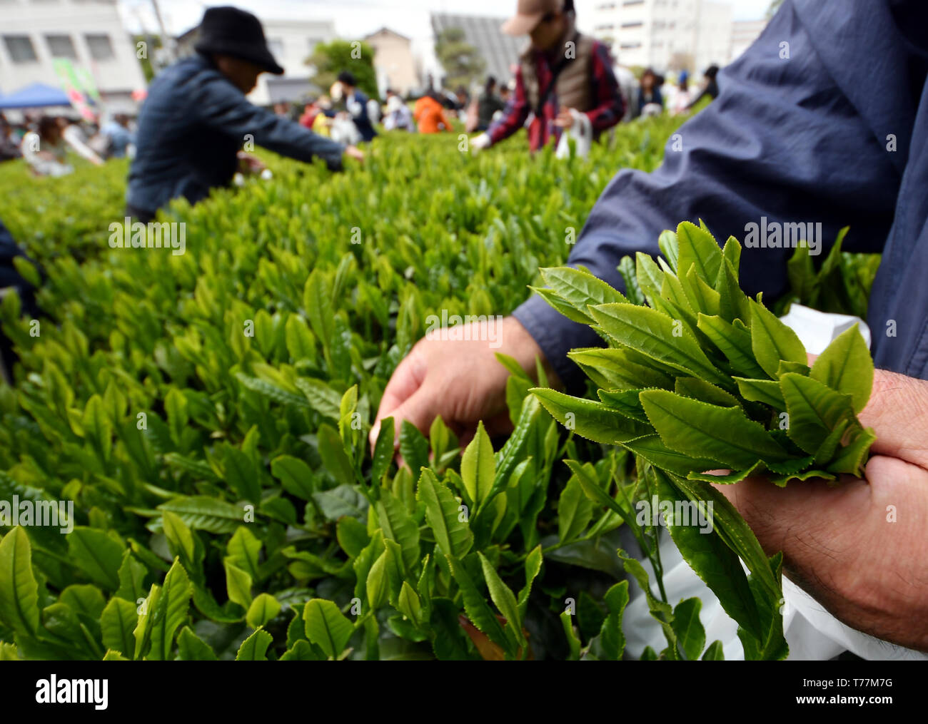 Iruma, Japan. Zum 2. Mai, 2019. Mädchen in der traditionellen Arbeit Kleider sind von Anwohnern in der Kommissionierung frischen Teeblätter in eine Plantage vor iruma City Hall während einer Feierlichkeit Kennzeichnung der Ankunft der Erntezeit in dieser westlichen Vorort von Tokio, am Donnerstag, den 2. Mai 2019 neu beigetreten. Die Stadt Iruma und die Region sind für die Herstellung von sayama Tee genannt, eine Marke mit Geschichte über 800 Jahre. Credit: Natsuki Sakai/LBA/Alamy leben Nachrichten Stockfoto