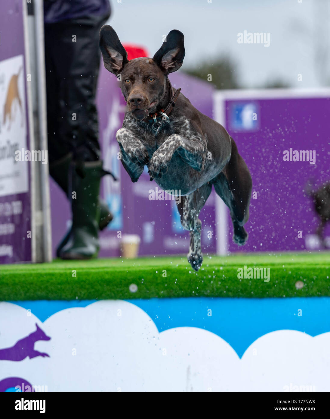 Brentwood, Essex, Großbritannien. 5. Mai 2019. Alles über Hunde zeigen im Brentwood Essex Hund springt int einen Pool Credit: Ian Davidson/Alamy leben Nachrichten Stockfoto