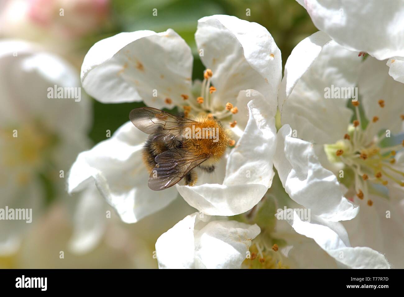 Schleswig, Deutschland. 05 Mai, 2019. 05.05.2019, Schleswig-Holstein, Schleswig: Detail einer blühenden Zierapfel, Malus Everest Everest auf einem öffentlichen Bereich der Stadt Schleswig, wo eine Hummel besucht. Bestellung: Rose - wie (Rosales), Familie: Rose (Rosaceae), Stamm: pyreae, sub-Stamm: Kernobst - Frucht Wachse (Pyrinae), Gattung: apple | Verwendung der weltweiten Kredit: dpa/Alamy leben Nachrichten Stockfoto