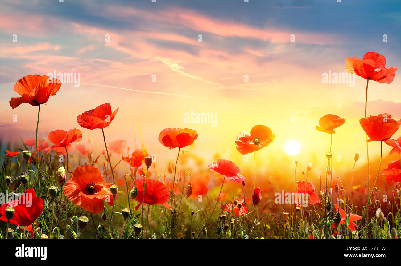Mohnblumen auf dem Feld bei Sonnenuntergang Stockfoto
