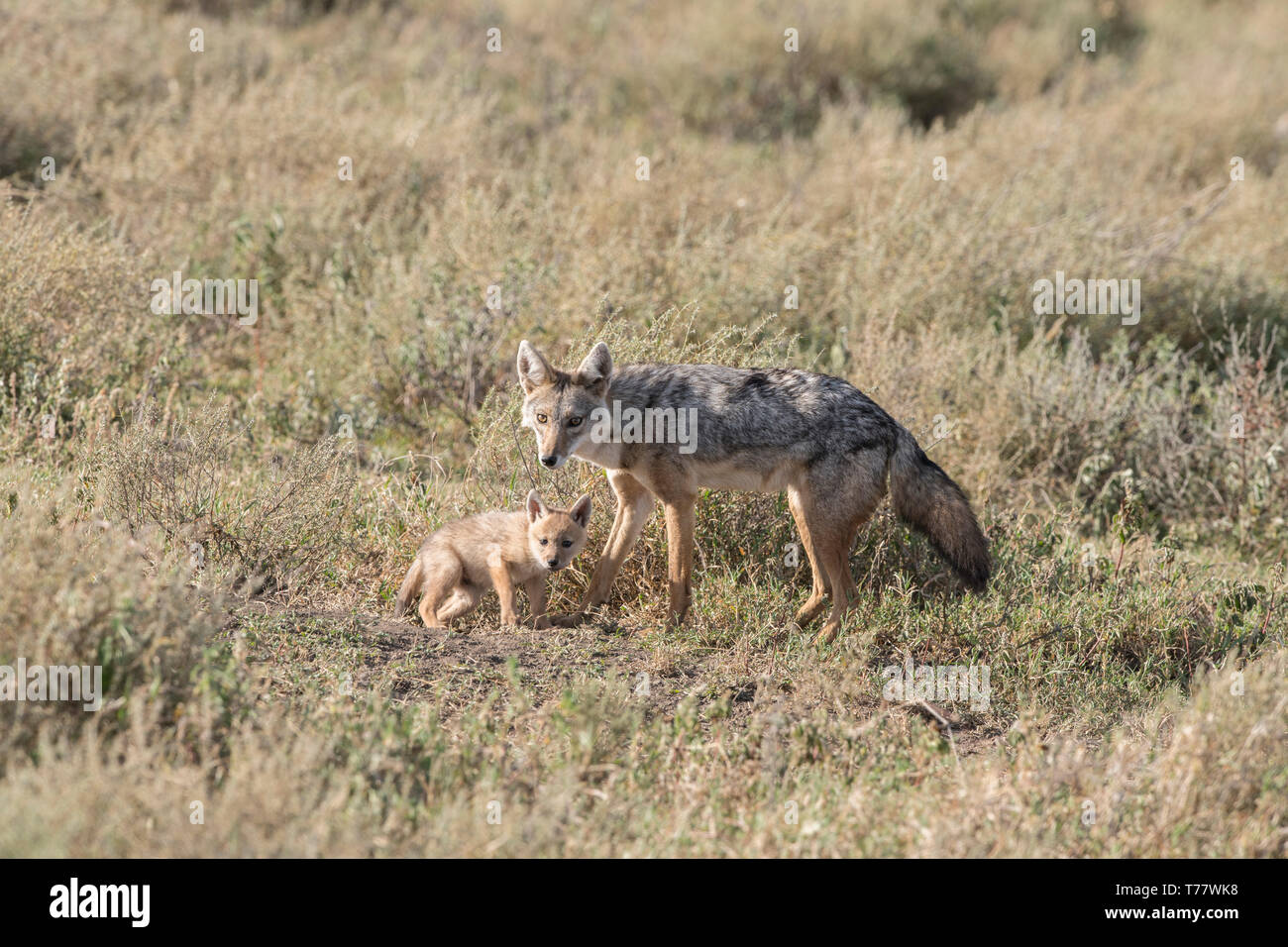 Black-backed Jackal mit Pup, Tansania Stockfoto