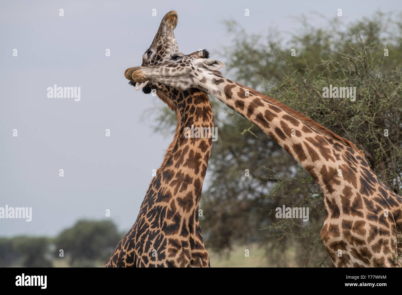 Männliche Giraffen sparring, Ndutu, Tansania Stockfoto