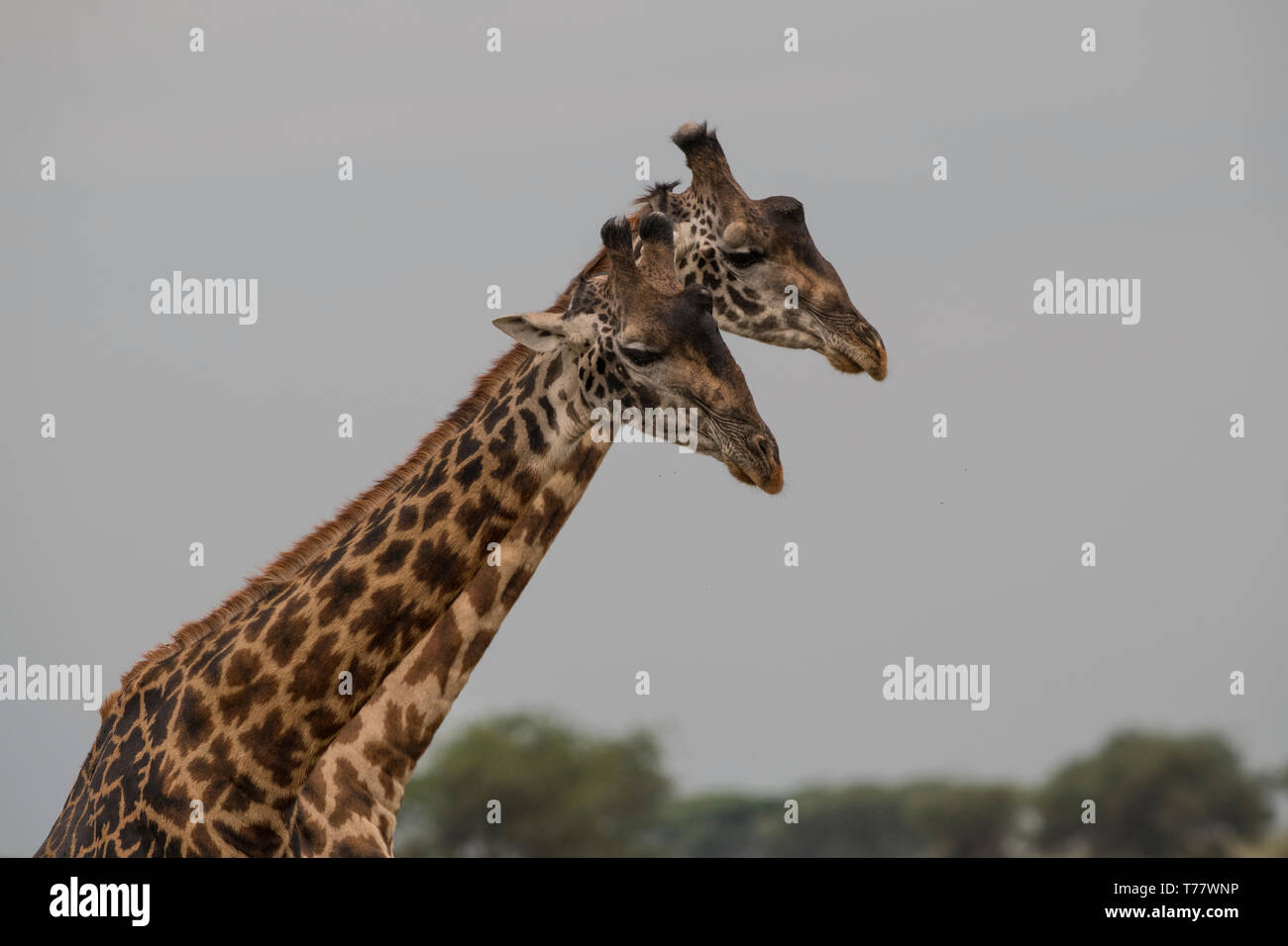 Zwei Bullen Giraffen nebeneinander, Tansania Stockfoto