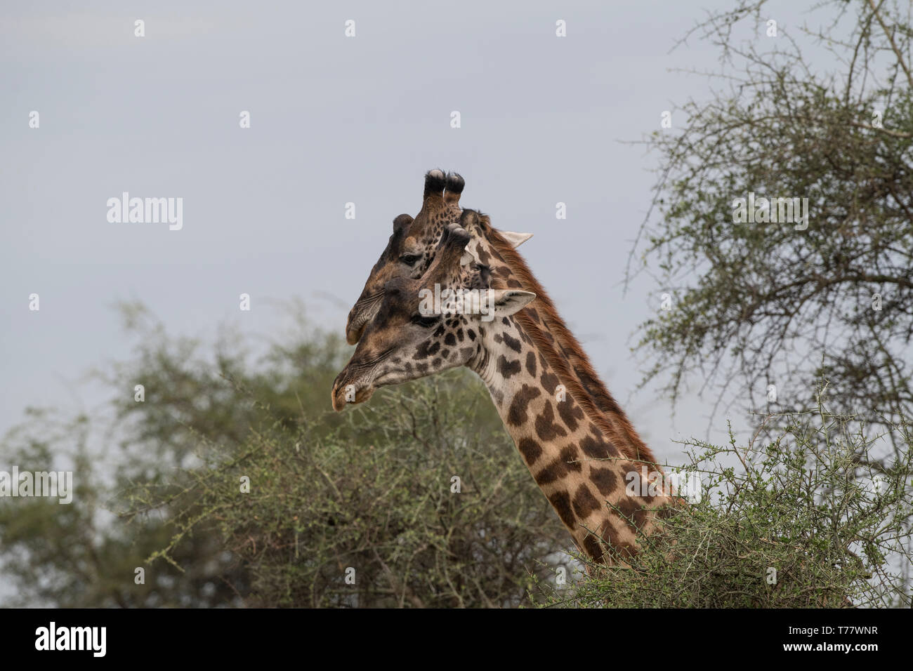 Zwei Bullen Giraffen nebeneinander, Tansania Stockfoto