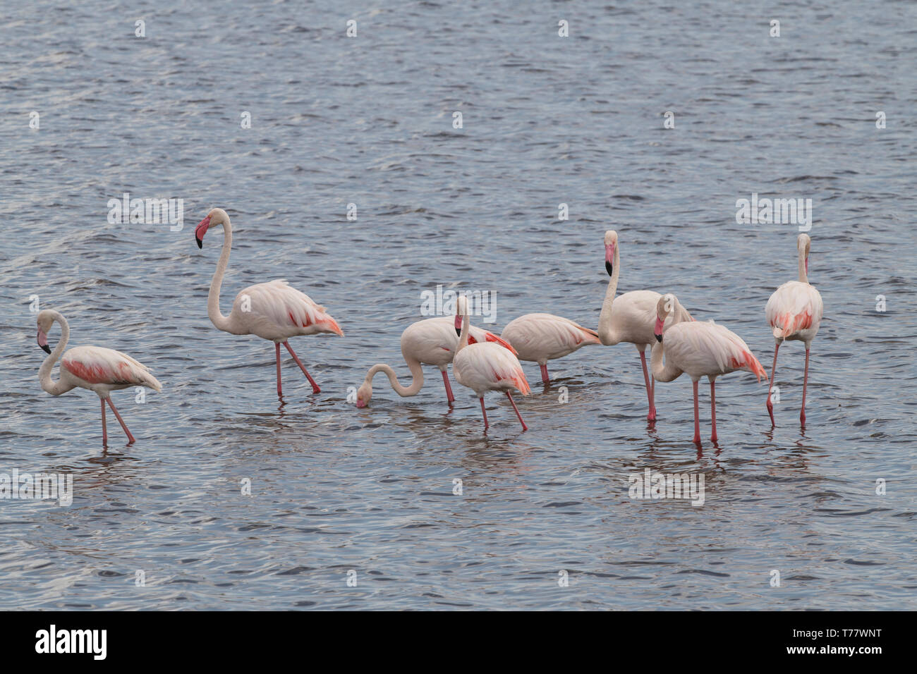 Mehr Flamingo am Lake Masek, Tansania Stockfoto