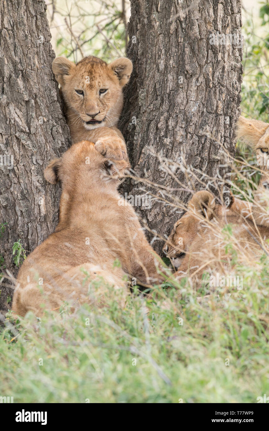 Lion cub spielen in Baum, Tansania Stockfoto