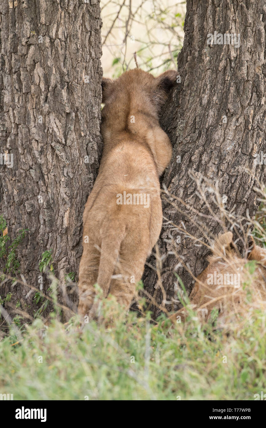 Lion cub spielen in Baum, Tansania Stockfoto