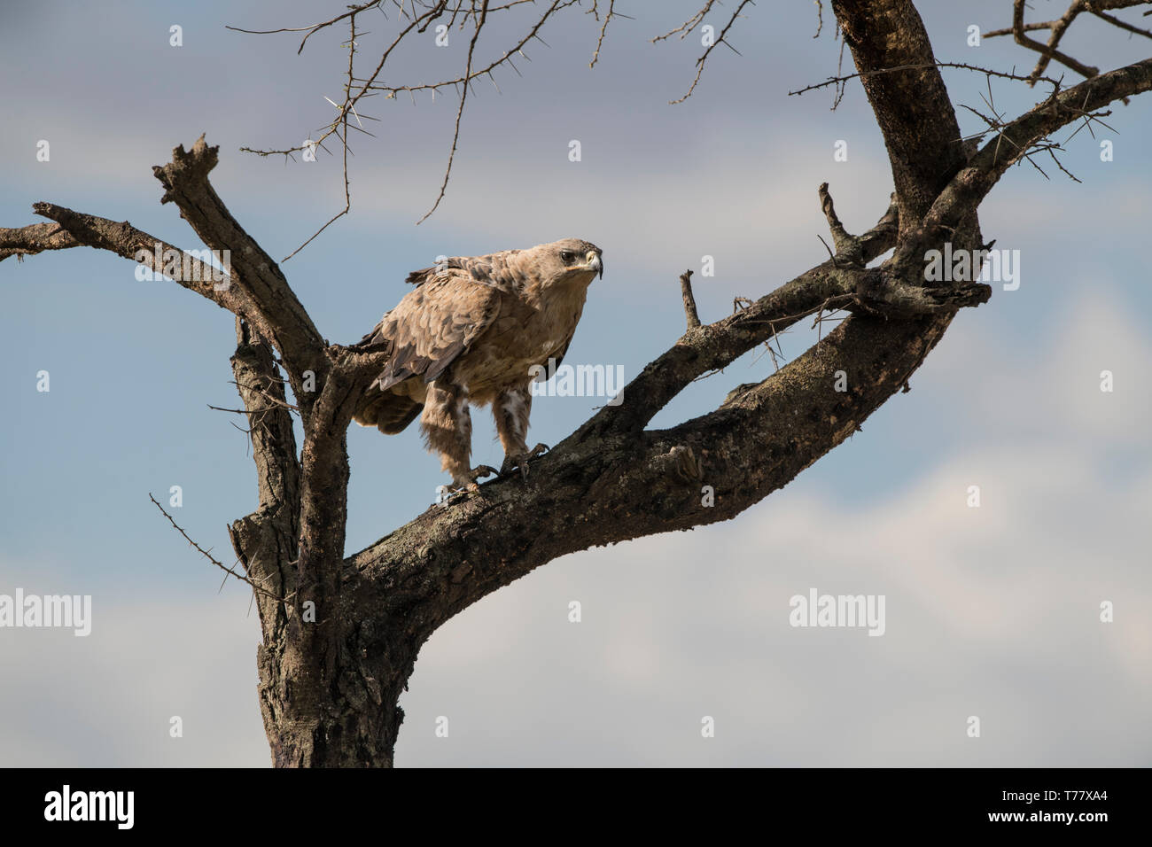 Steppe Adler hoch oben im Baum, Tansania Stockfoto