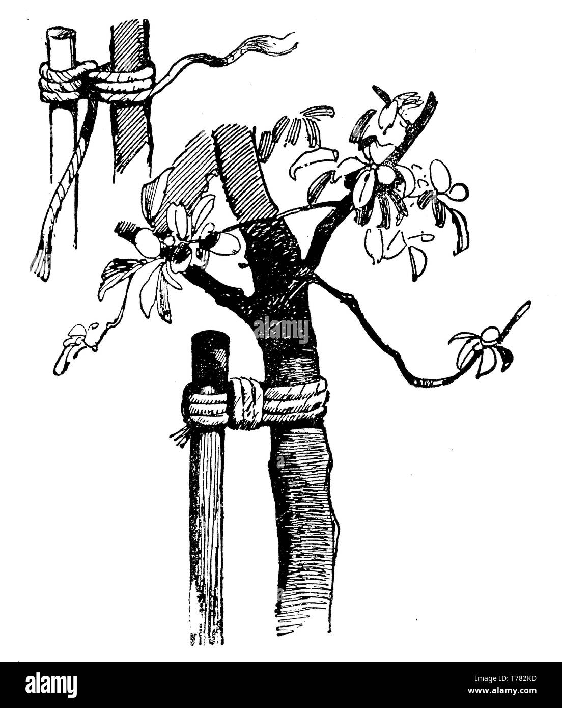 Landwirtschaft vintage Abbildung: So unterstützen Sie einen Baum und, wie die jungen Trunk" für ein gesundes Wachstum zu befestigen. Stockfoto