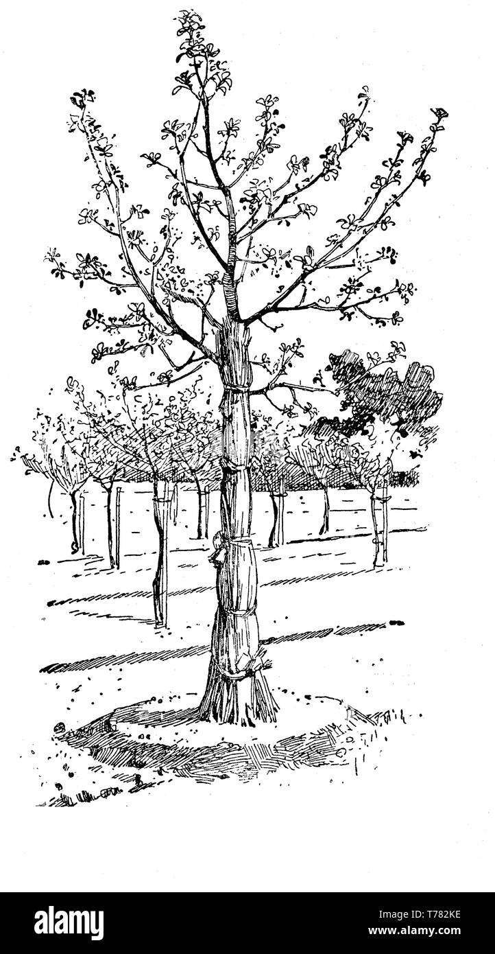 Wie eine junge transplantierte Baum aus den Strahlen der Sonne Baum schützen für den Stamm mit Stroh, Landwirtschaft vintage Abbildung Stockfoto