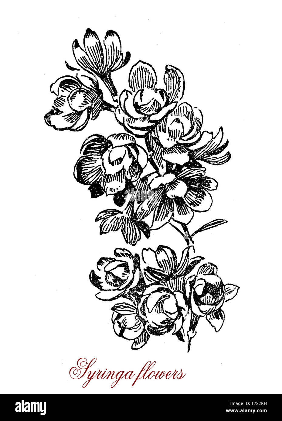 Blumen von syringa oder lila Blüte waldige Pflanze. Flieder sind beliebte Sträucher in Parks und Gärten für ihre wunderschönen ornamentalen Blumen als Symbol der Liebe Stockfoto