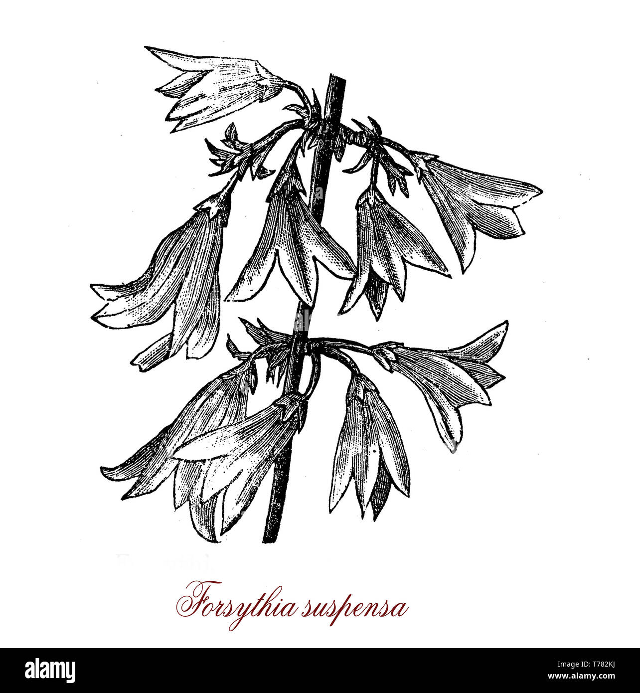 Forsythia suspensa blühende Pflanze mit leuchtend gelben Blüten, die in der traditionellen chinesischen Medizin verwendet Stockfoto