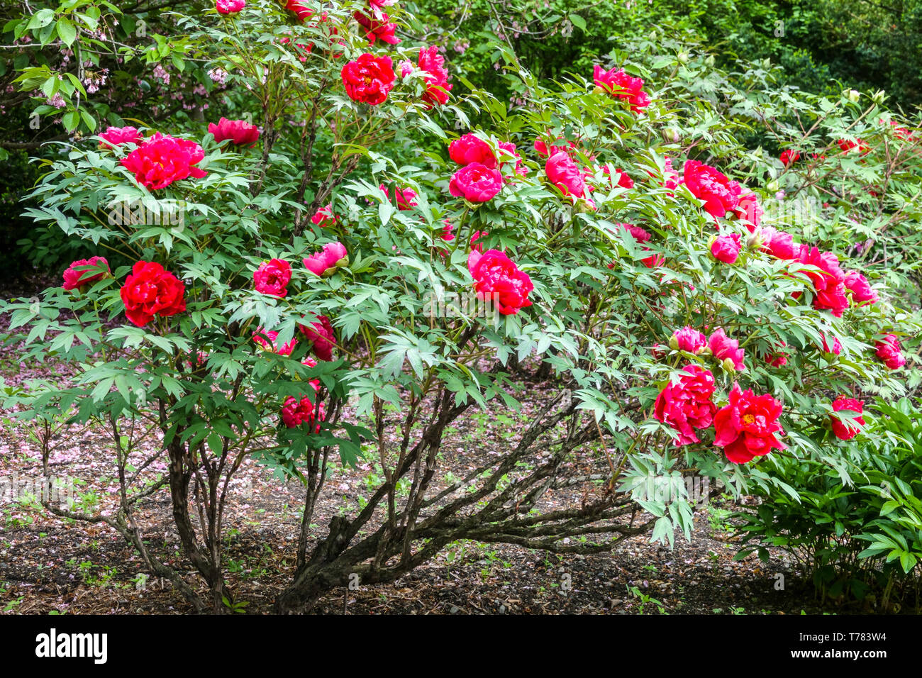 Schöner Blumengarten Rote Baum Pfingstrose, Pfingstrosen Mai blüht Stockfoto