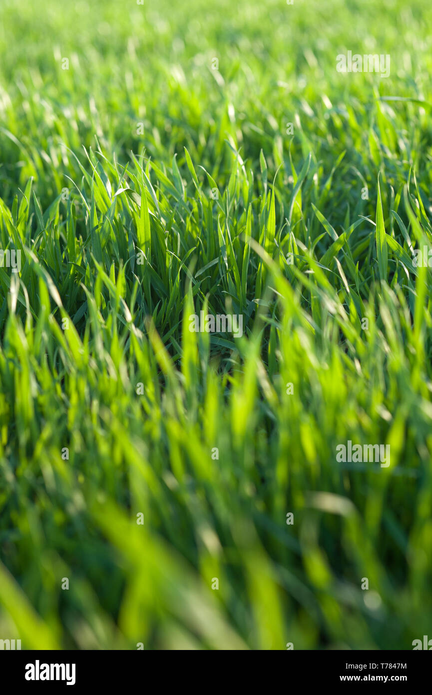 Grüne junge Weizen gras Nahaufnahme Makro. Sonnige Natur Gras Hintergrund für Ihr Design. Makro Bild mit kleinen Tiefenschärfe. Stockfoto