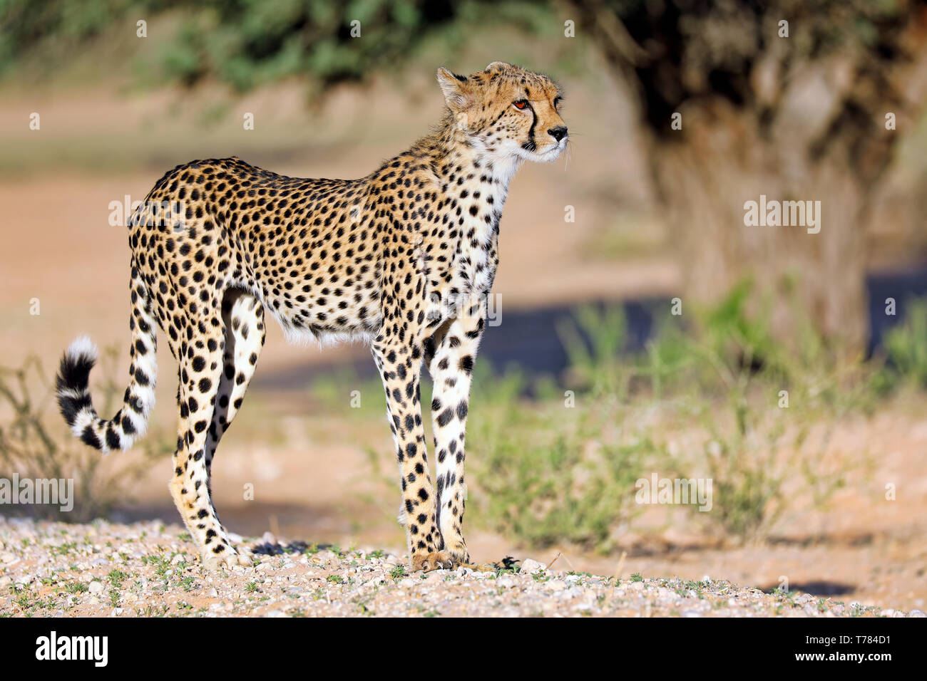 Cheetah, Kgalagadi Transfrontier National Park, Südafrika, (Acinonyx Stockfoto