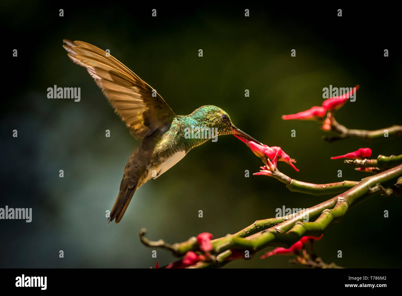 Snowy-bellied hummingbird Fütterung auf eine rote Blume Stockfoto