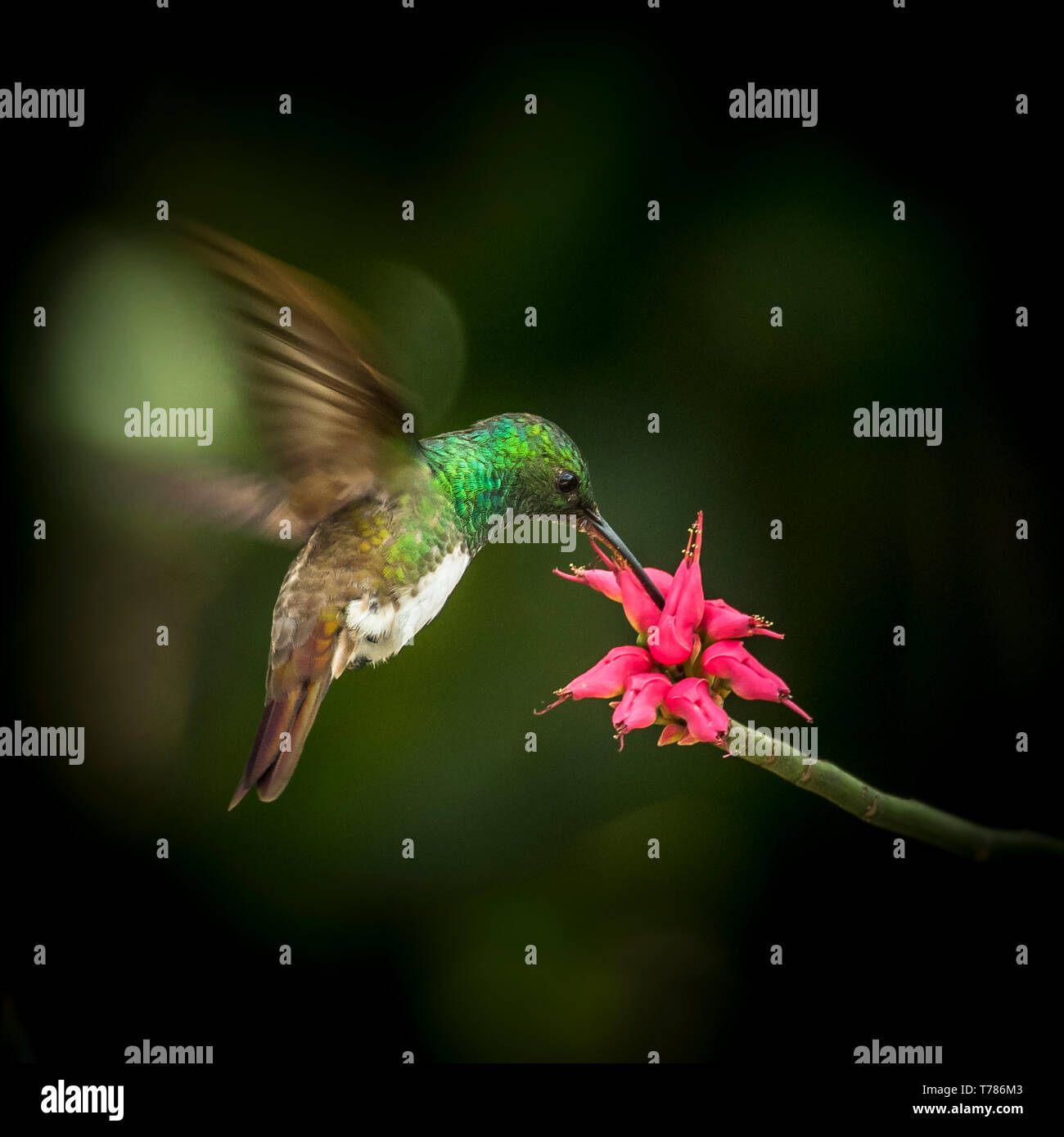Snowy-bellied Kolibri im Flug Fütterung auf eine rote Blume BIF Stockfoto