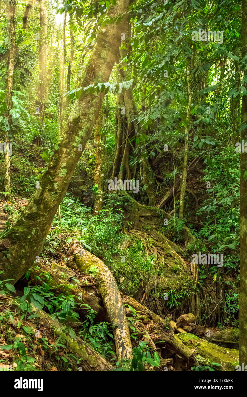 Riesige Baum in einem Regenwald Szene Stockfoto