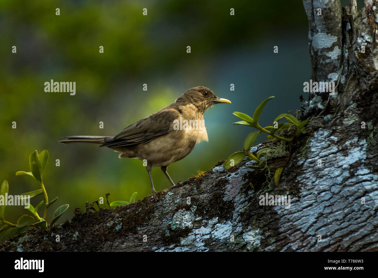 Brown thrush Vogel Stockfoto