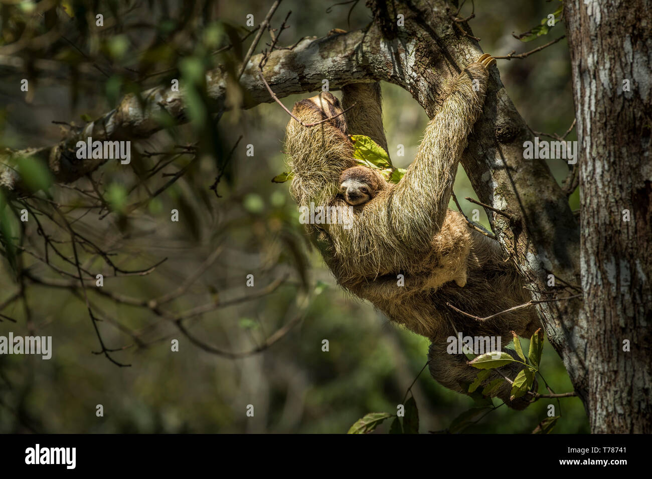Drei-toed sloth, mit ihrem Baby klettern in einem Baum Stockfoto