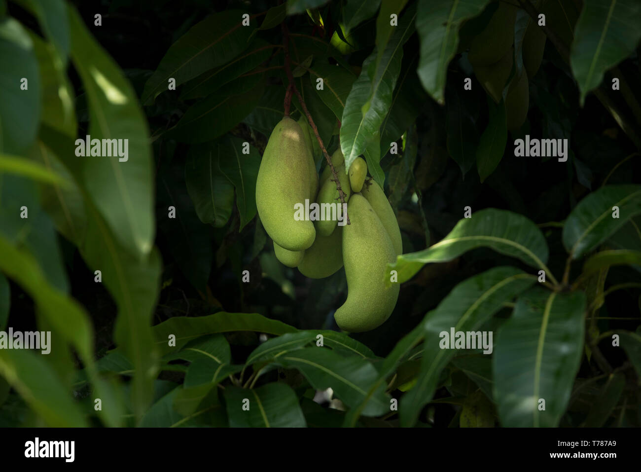 Lange grüne Mangos auf einem Baum Stockfoto