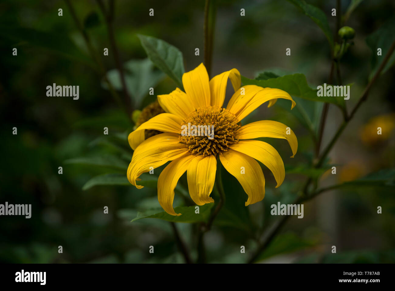 Große gelbe Blume mit grünem Hintergrund Stockfoto