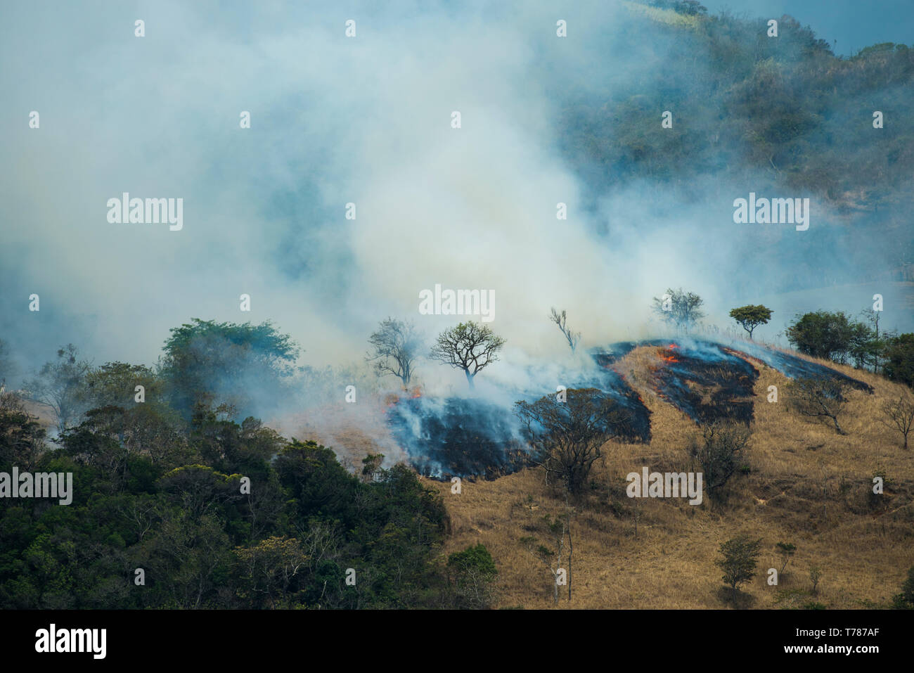Brennende trockenes Gras Land für Rinder - Waldbrand Stockfoto