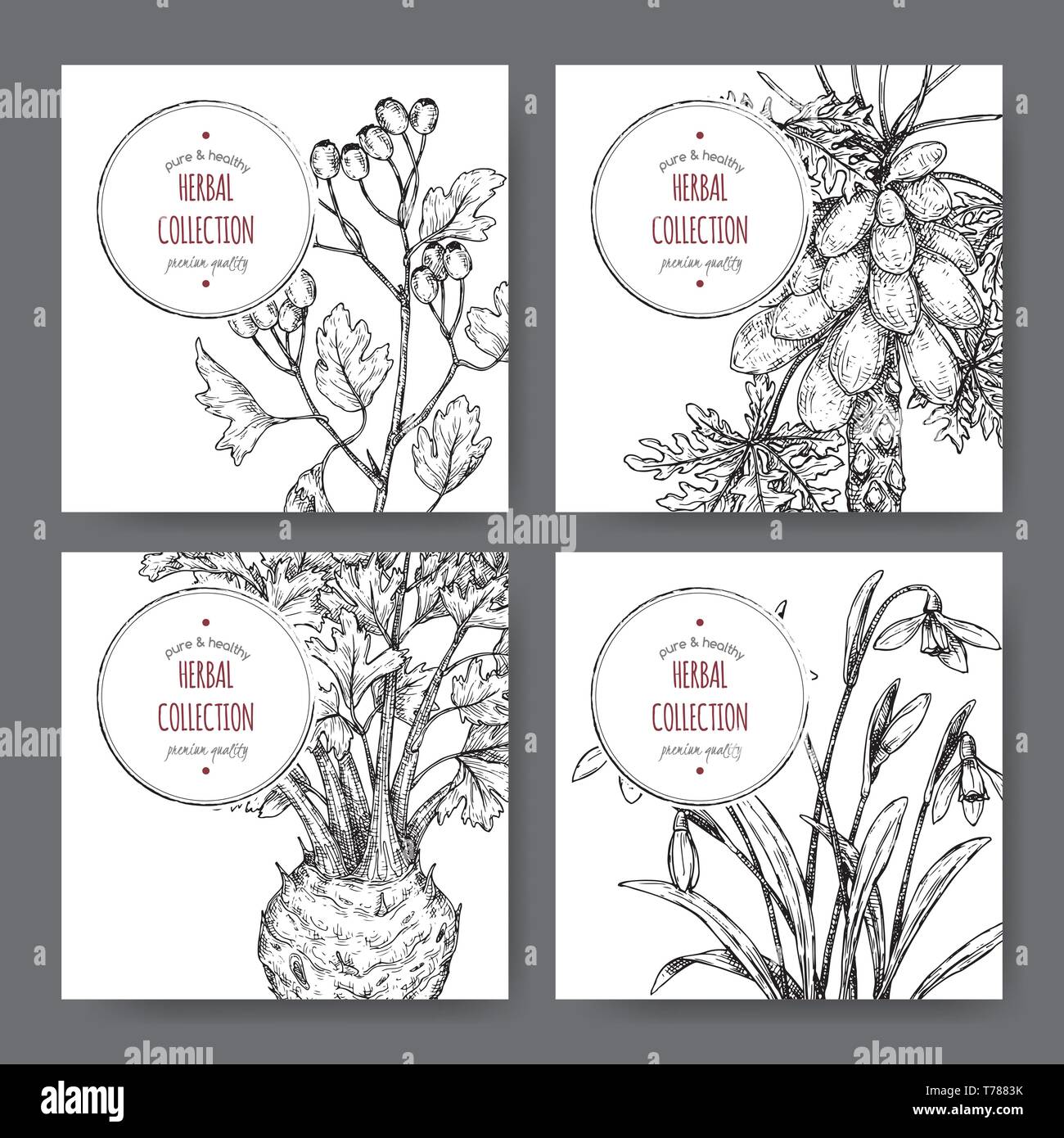 Vier Etiketten mit Common Hawthorn, Sellerie, papaya Baum und Schneeglöckchen Skizze. Stock Vektor