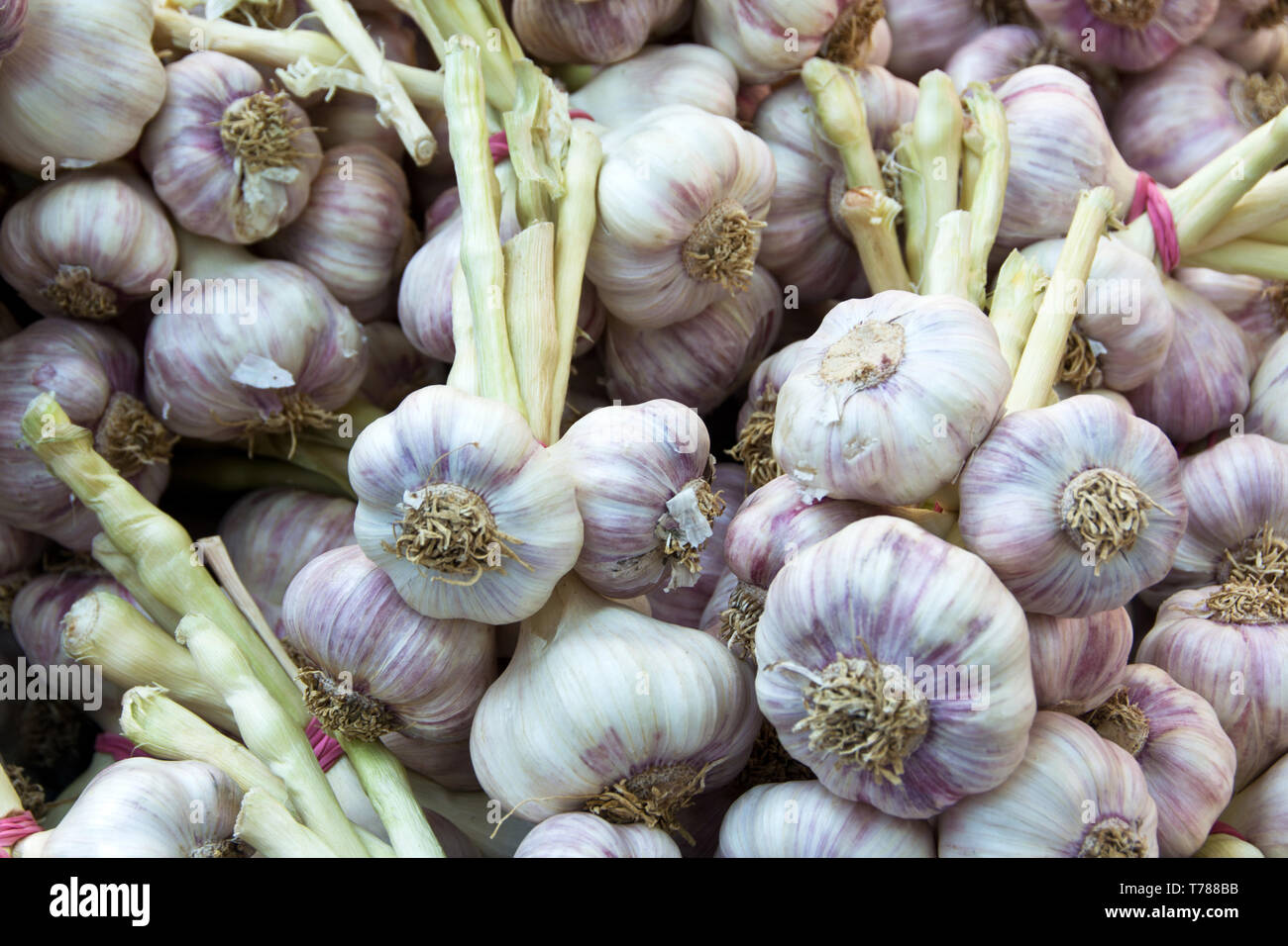 Strings von Knoblauch Zwiebeln in einem Markt Stockfoto