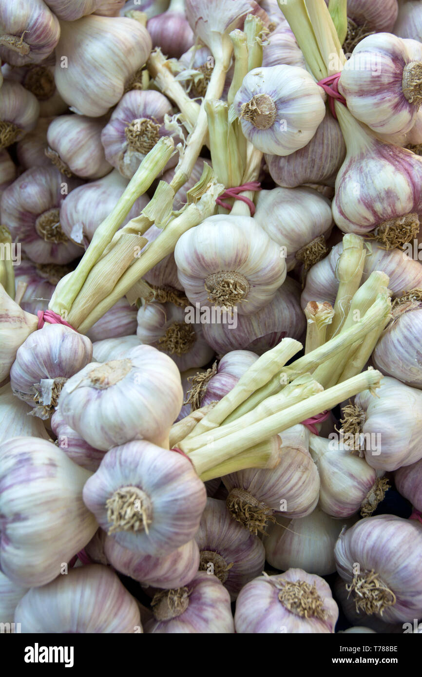 Strings von Knoblauch Zwiebeln in einem Markt Stockfoto