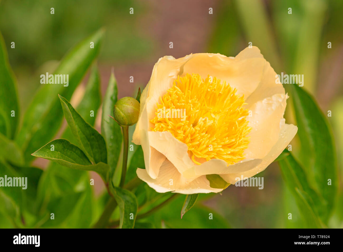 Die weiße Pfingstrose Stockfoto