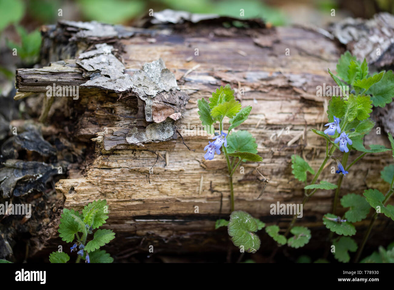 Baumstamm mit Pilz Schließen mit frischen grünen Pflanzen wachsen oben Stockfoto