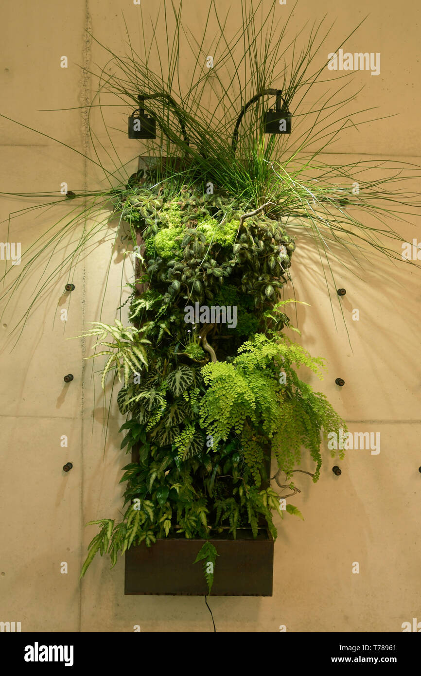 Maidenhair Fern detail, Amazon Sphären, glaskuppeln von Amazon.com, Downtown Seattle, Washington errichtet Stockfoto