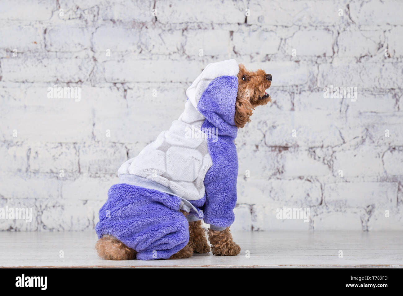 Kleine lustige Hund von brauner Farbe, mit lockigem Haar von Toy Pudel Rasse in kleidung für hunde posieren. Thema Zubehör und modische Outfits für Haustiere. S Stockfoto