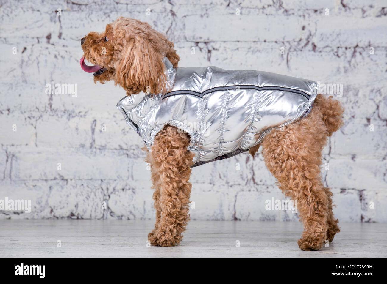 Lustige Bilder Zum Thema Hunde