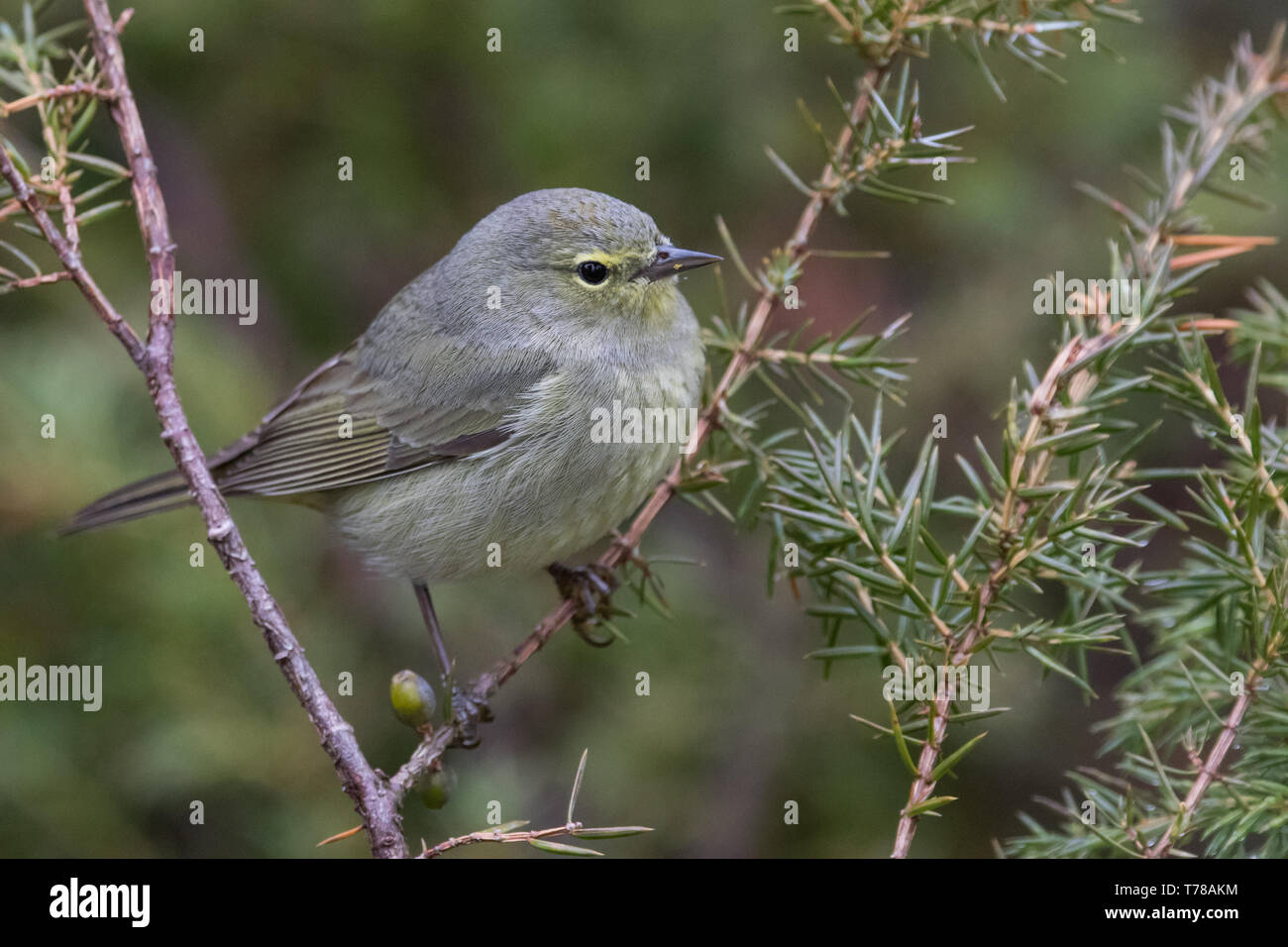 Orange-gekrönter Warbler Stockfoto