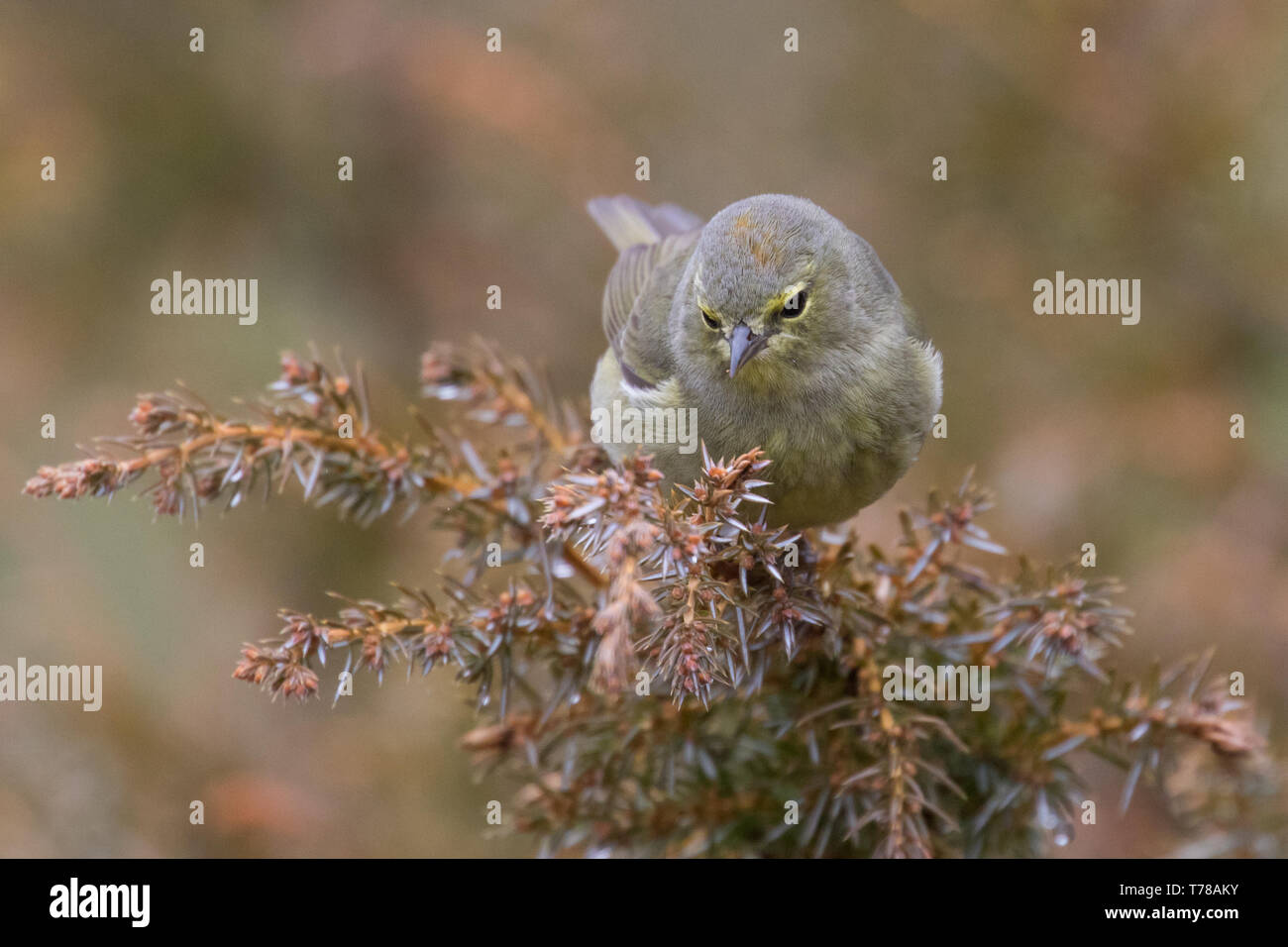 Orange-gekrönter Warbler Stockfoto