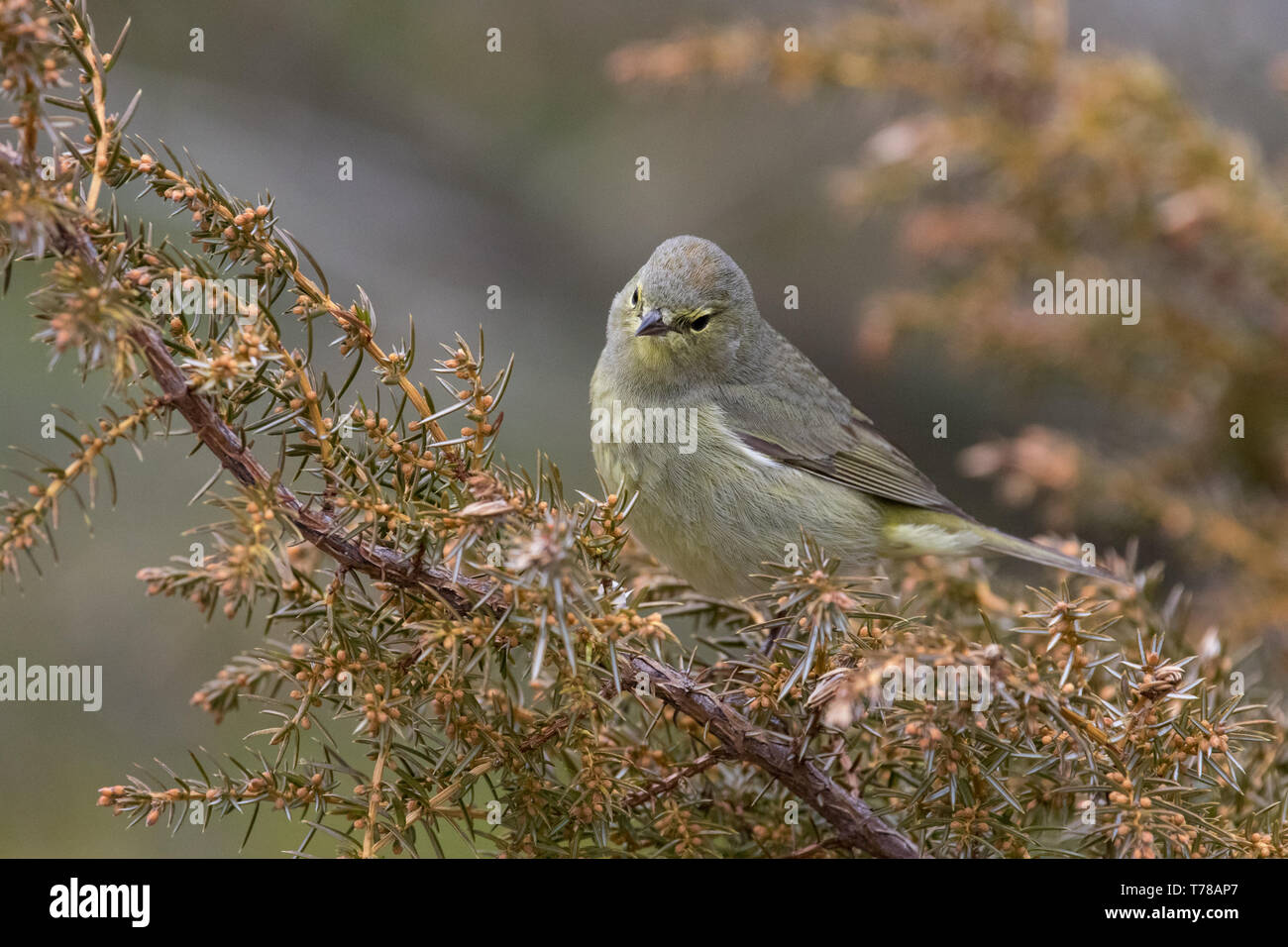 Orange-gekrönter Warbler Stockfoto