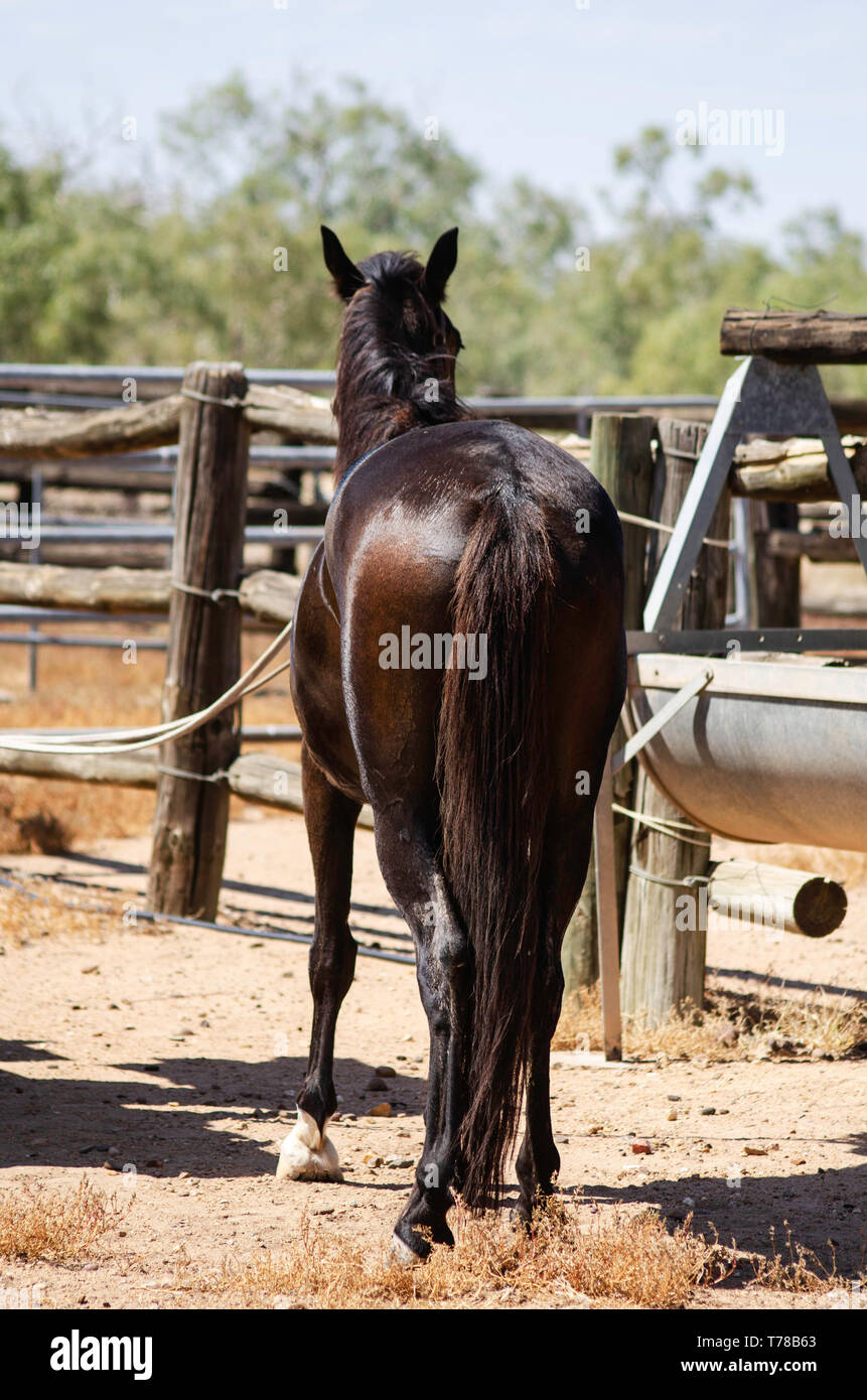 Nach dem Muster, ein Pferd ist auf einen Lkw für den Weg nach Hause geladen Stockfoto