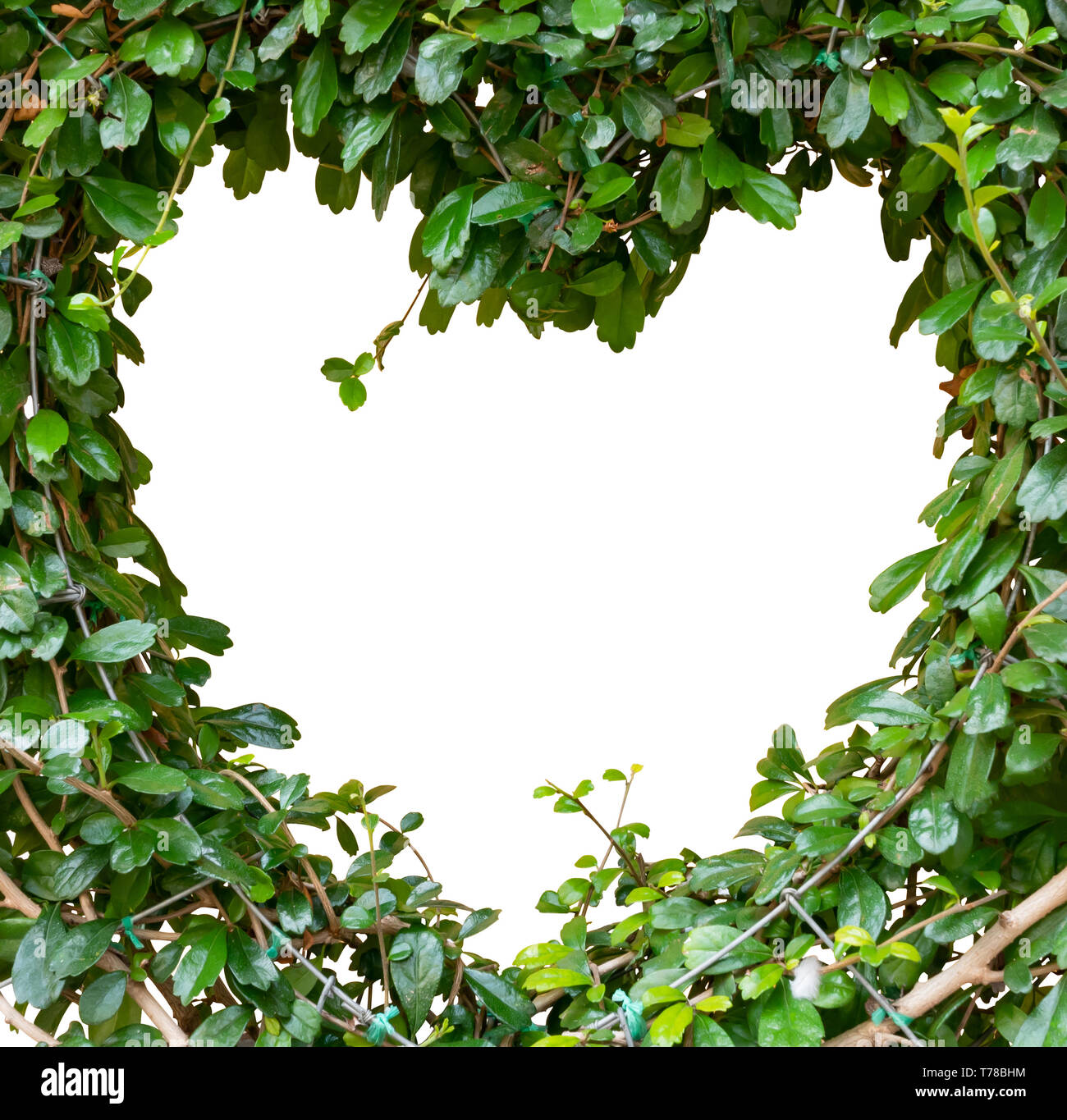 Khoi (Wissenschaftlicher Name: Streblus asper Lour.) Es ist ein Handelsname Siam rauhen Busch, Zahnbürste Baum. Khoi baum Biegen ist ein Herz Form und haben s Stockfoto