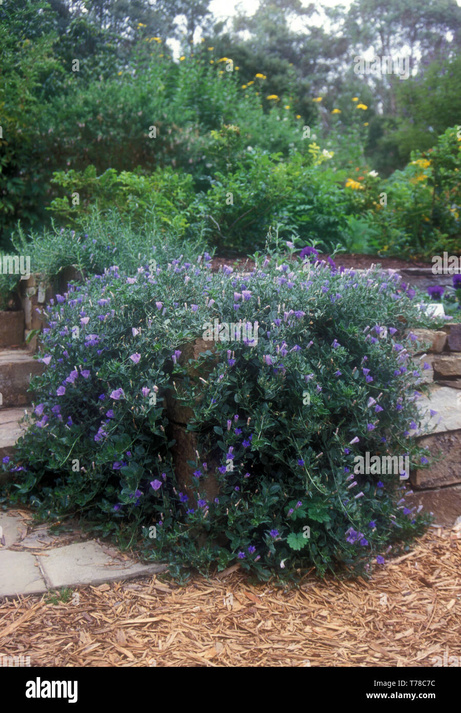 PURPLE MASSE MORNING GLORY (Convolvulus sabatius SYN MAURITANICUS) eine Vorder- oder Hinterkante KLETTERPFLANZE Stockfoto