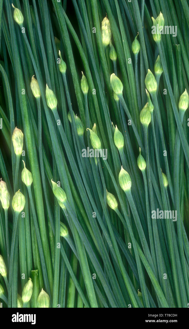 FRISCH GEPFLÜCKTE KNOBLAUCHBLUMEN (ALLIUM TUBEROSUM) UND KNOSPEN. AUCH BEKANNT ALS CHINESISCHER SCHNITTLAUCH ODER NIRA. Stockfoto