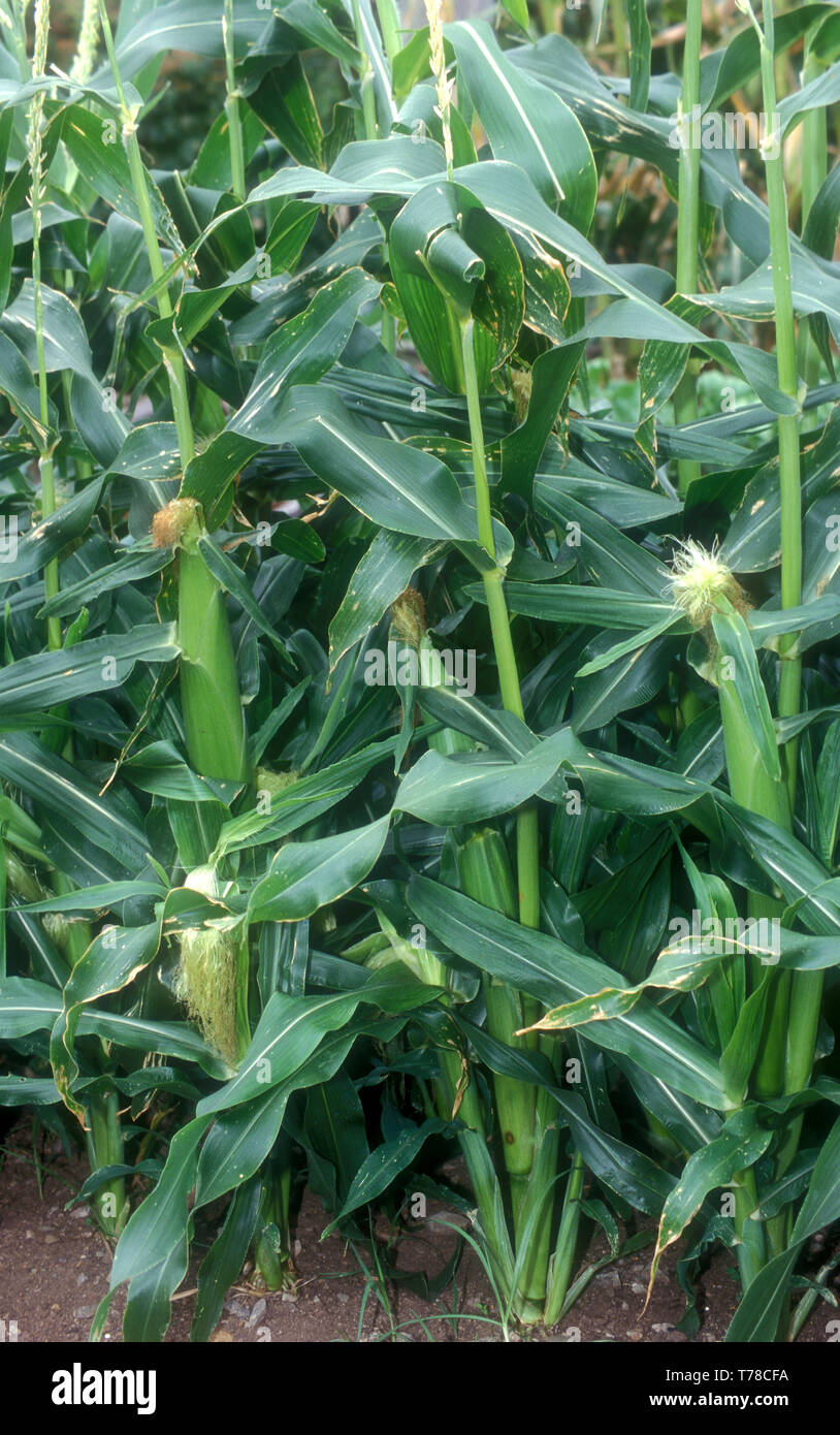 Süßer Mais (Zea mays convar. saccharata var. rugosa) Stockfoto