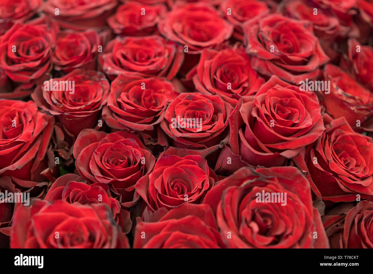 Burgund Rosen, Blumenstrauß aus roten Rosen. Rot Natur Rosen Hintergrund.  Rote Rosen Hintergrund. Frische rote und Burgund Rosen. Red rose Buds  Stockfotografie - Alamy